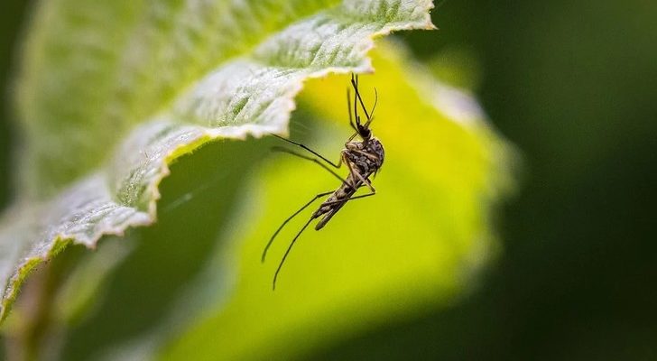 ne razdrazhajut kozhu i ne vyvetrivajutsya eksperty nazvali effektivnye sredstva ot komarov
