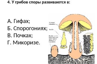 u gribov spory razvivajutsya v